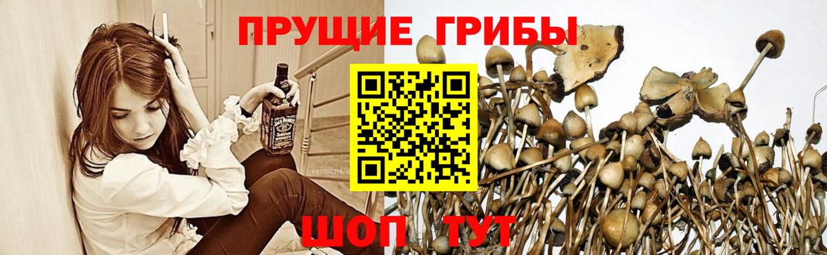 Асино  Псилоцибиновые грибы ЛСД  Вход с VPN  Псилоцибиновые грибы Psilocybine cubensis 